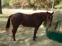 Horse at the hay ring