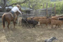Horse & rider in corral roping calf.